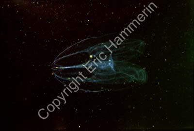 Kammanet S11B67