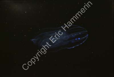 Kammanet S11C67