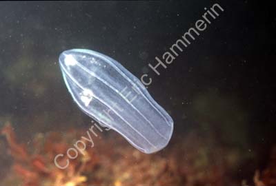 Kammanet S983504