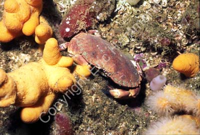 Krabba spongier S983436