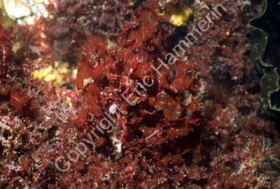 Rödalger ribbeblad S993305